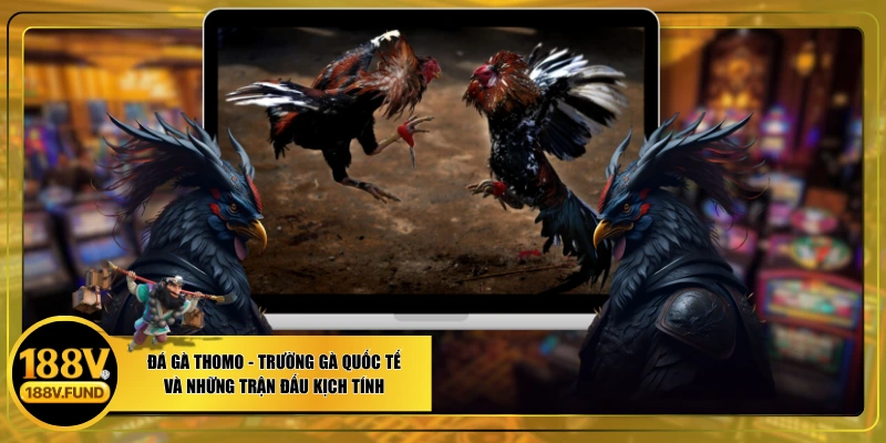 Đá Gà Thomo - Trường Gà Quốc Tế Và Những Trận Đấu Kịch Tính